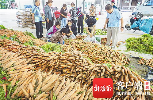 三亞農(nóng)投公益性批發(fā)市場 架起“菜園子”直通“菜籃子”的惠民橋